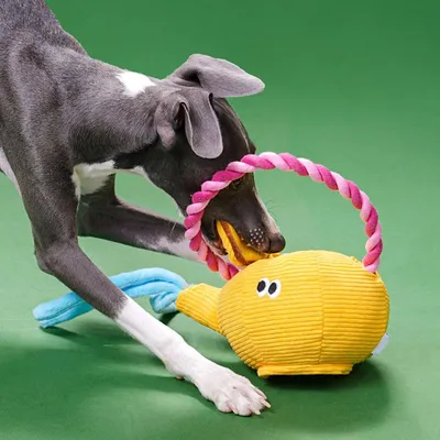 HausPets Jouet Chien Théière Peluche Corde Interactive