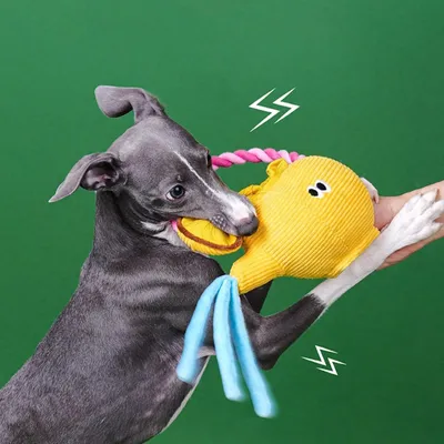 HausPets Jouet Chien Théière Peluche Corde Interactive