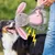 HausPets Jouet Chien Peluche Couineur Mâcher HausPets Jouet Chien Peluche Couineur Mâcher