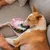 HausPets Jouet Chien Corde Chaussure Couineur Coton Rose
