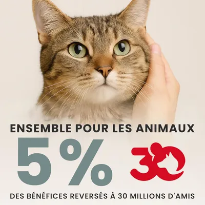 Coffret 4 jouets interactifs chat laser balle oiseau catnip Coffret 4 jouets interactifs chat laser balle oiseau catnip