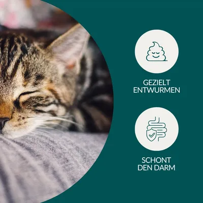 vetevo Wurmtest Katze vetevo Wurmtest Katze