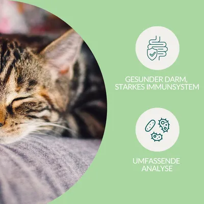 vetevo Darmflora Test Katze