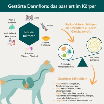 vetevo Darmflora Test Katze