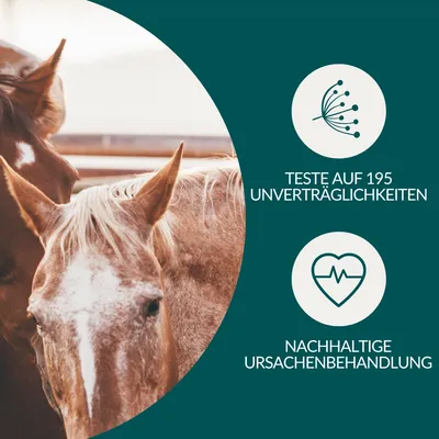 vetevo Allergietest Pferd