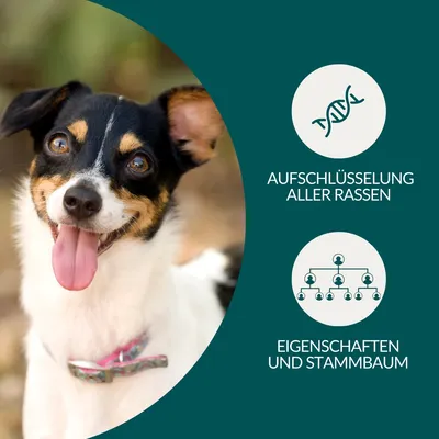 vetevo DNA Test Hund vetevo DNA Test Hund
