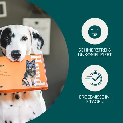 vetevo Allergietest Hund vetevo Allergietest Hund