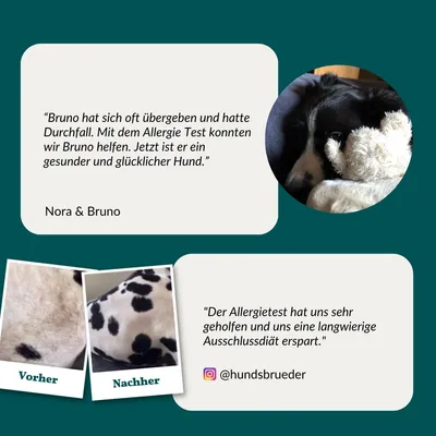vetevo Allergietest Hund vetevo Allergietest Hund