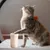 HausPets Laveur Pattes Chien Portable 360° Détachable