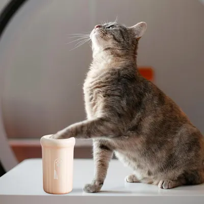 HausPets Lavador de patas de perro portátil y desmontable de 360° HausPets Lavador de patas de perro portátil y desmontable de 360°