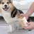 HausPets Laveur Pattes Chien Portable 360° Détachable