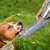 HausPets Wasserflasche Hund 750ml Edelstahl Grau HausPets Wasserflasche Hund 750ml Edelstahl Grau
