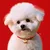 HausPets Halsband Hund Katze Chinesisches Neujahr Goldbarren Zink HausPets Halsband Hund Katze Chinesisches Neujahr Goldbarren Zink