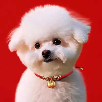 HausPets Halsband Hund Katze Chinesisches Neujahr Goldbarren Zink HausPets Halsband Hund Katze Chinesisches Neujahr Goldbarren Zink
