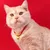 HausPets Halsband Hund Katze Chinesisches Neujahr Goldbarren Zink HausPets Halsband Hund Katze Chinesisches Neujahr Goldbarren Zink