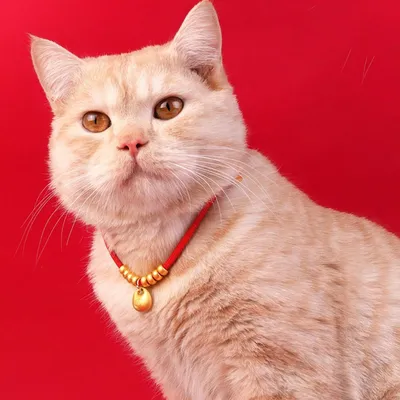 HausPets Halsband Hund Katze Chinesisches Neujahr Goldbarren Zink HausPets Halsband Hund Katze Chinesisches Neujahr Goldbarren Zink