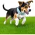 HausPets Hundehalsband Kunstleder Gepolstert Orange S HausPets Hundehalsband Kunstleder Gepolstert Orange S