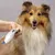 HausPets Elektrische Nagelfeile Hund Katze Leise HausPets Elektrische Nagelfeile Hund Katze Leise