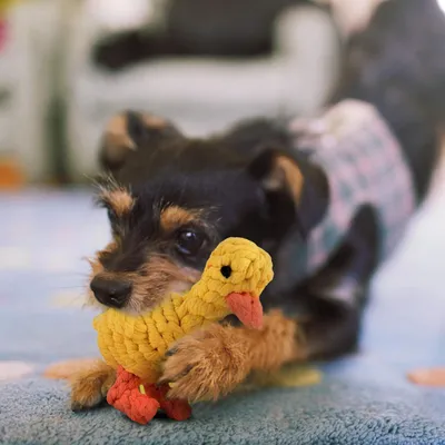 HausPets Jouet Chien Coton Canard à Mâcher Lavable Lot de 2