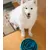 HausPets Gamelle Lente Chien Anti-Ballonnement Labyrinthe Turquoise L