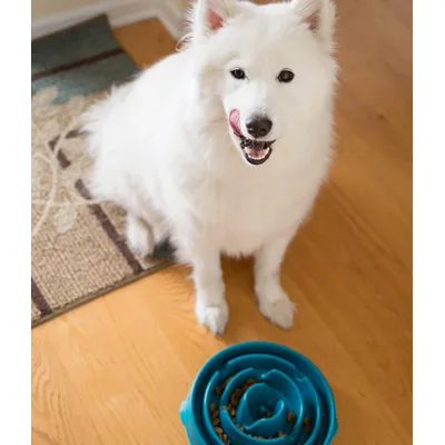 HausPets Gamelle Lente Chien Anti-Ballonnement Labyrinthe Turquoise L