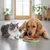 HausPets Tapis Lécher Chien Chat Silicone Rouge Ventouse Bain