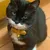 HausPets Katzenhalsband Cord-Samt Orange Fliege