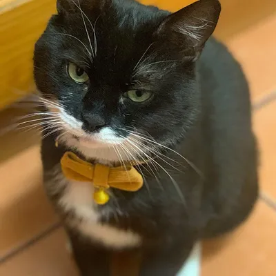 HausPets Katzenhalsband Cord-Samt Orange Fliege