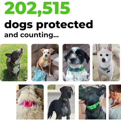 HausPets Flohhalsband Hund Katze Natürlich 3 Monate