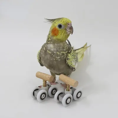 HausPets Rollschuhe für Papageien