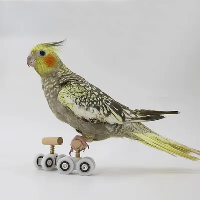 HausPets Rollschuhe für Papageien