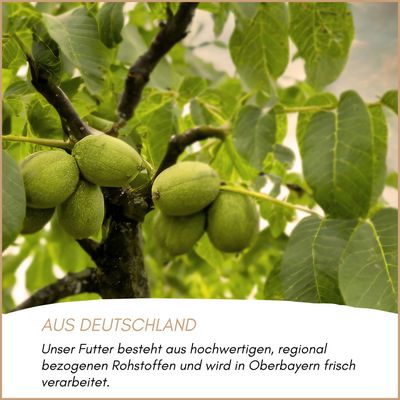 Supravit Nüsse-Mix für Eichhörnchen - Eichhörnchenfutter Artgerecht