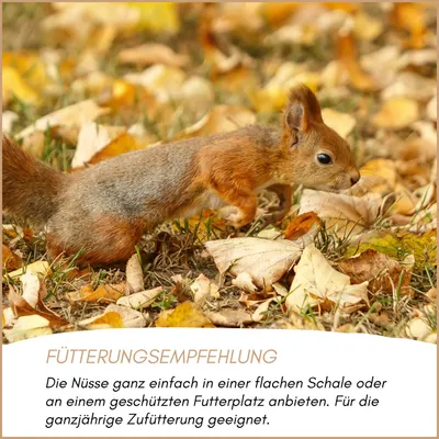 Supravit Nüsse-Mix für Eichhörnch 1kg