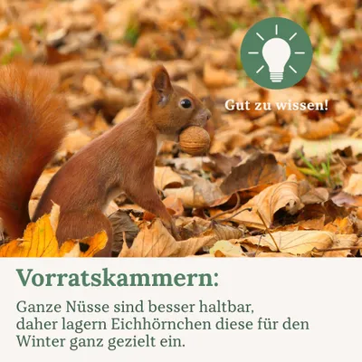 Orni Nüsse-Mix für Eichhörnchen 1kg