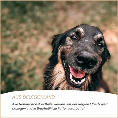 Supravit Ochsenziemer für Hunde 10 Stück Supravit Ochsenziemer für Hunde 10 Stück