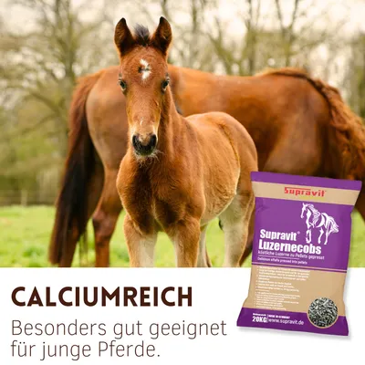 Supravit Luzernecobs für Pferde 20kg Supravit Luzernecobs für Pferde 20kg