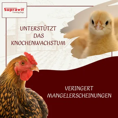 Supravit Kalkgrit für Geflügel - Futterkalk Ergänzungsfutter für Hühner Supravit Kalkgrit für Geflügel - Futterkalk Ergänzungsfutter für Hühner