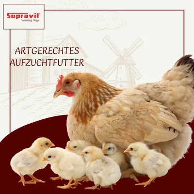 Supravit Kükengrütze 2,5kg