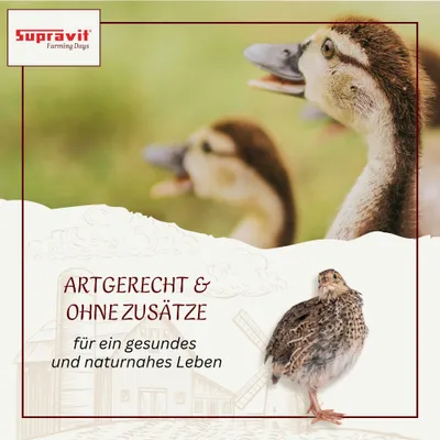 Supravit Braugerste für Hühner & Tauben - Energiereiches Ergänzungsfutter Supravit Braugerste für Hühner & Tauben - Energiereiches Ergänzungsfutter