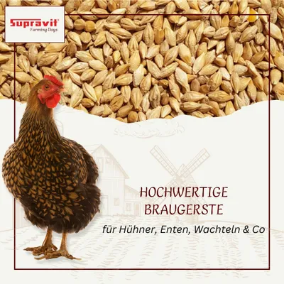 Supravit Braugerste für Hühner & Tauben - Energiereiches Ergänzungsfutter Supravit Braugerste für Hühner & Tauben - Energiereiches Ergänzungsfutter