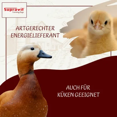 Supravit Braugerste für Hühner & Tauben - Energiereiches Ergänzungsfutter Supravit Braugerste für Hühner & Tauben - Energiereiches Ergänzungsfutter