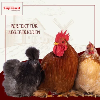 Supravit Legemehl mit Oregano für Hühner GVO - Gentechnik frei Supravit Legemehl mit Oregano für Hühner GVO - Gentechnik frei