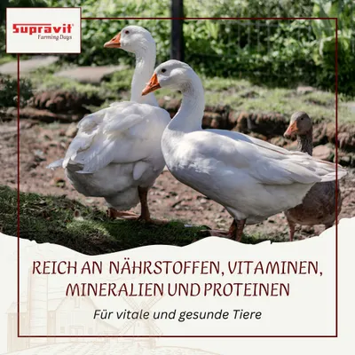 Supravit Futterweizen