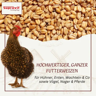 Supravit Futterweizen