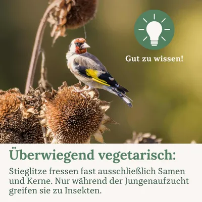 Orni Stieglitz Super - ganzjähriges Wildvogelfutter Stieglitzfutter