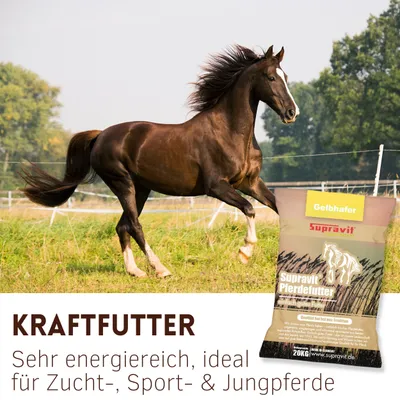 Supravit Hafer ganz - Natürlicher Futterhafer für Geflügel, Pferde & Nager Supravit Hafer ganz - Natürlicher Futterhafer für Geflügel, Pferde & Nager