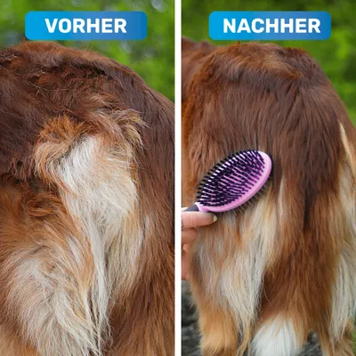 BluePet 2in1 Hundebürste und Katzenbürste für Langhaar & Kurzhaar