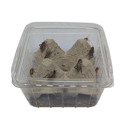 EntoZoo lebende Steppengrillen