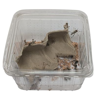 EntoZoo lebende Wüstenheuschrecken