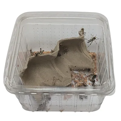EntoZoo lebende Wüstenheuschrecken EntoZoo lebende Wüstenheuschrecken